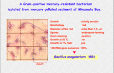 MB1.pdf